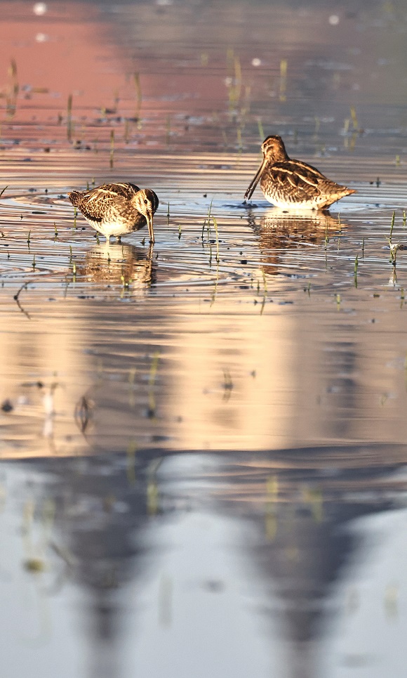 Three years of low precipitation and a resulting lack of shal